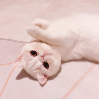 Rina Putri avatar